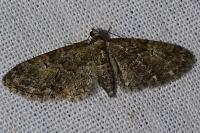 Eupithecia abbreviata
