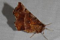 Selenia dentaria