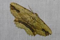 Menophra abruptaria