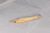 Pediasia contaminella