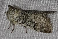 Achlya flavicornis
