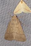 Clytie illunaris