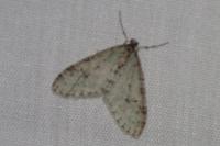Trichopteryx carpinata