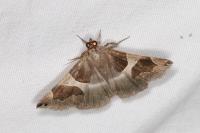 Dysgonia algira