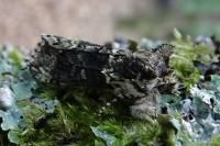 Polyploca ridens