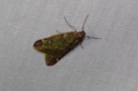 Alsophila aescularia