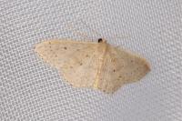 Idaea eugeniata