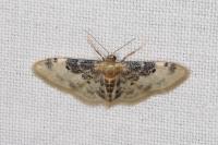 Idaea filicata
