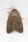 Caradrina flavirena