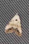 Nola infantula