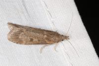 Lamoria anella