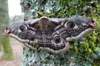 Saturnia pavonia