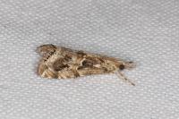 Euchromius cambridgei
