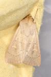 Mythimna ferrago