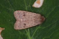Orthosia cruda