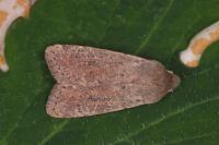 Orthosia cruda