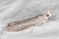 Epischnia prodromella