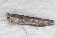 Epischnia prodromella