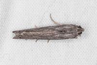 Epischnia prodromella