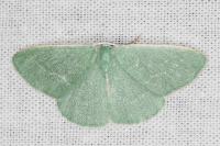 Xenochlorodes olympiaria