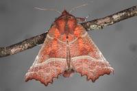 Scoliopteryx libatrix