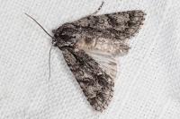 Acronicta auricoma