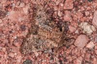 Recoropha canteneri