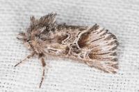 Amephana aurita