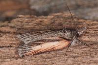 Nycteola revayana