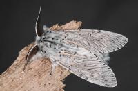 Cerura vinula