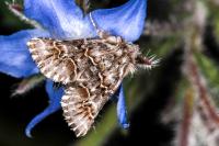 Cleonymia baetica baetica