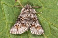 Cleonymia baetica baetica