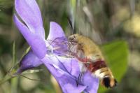 Hemaris fuciformis