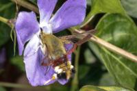 Hemaris fuciformis