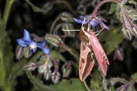 Hyles euphorbiae