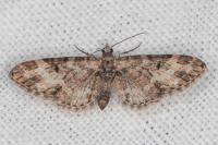 Eupithecia irriguata