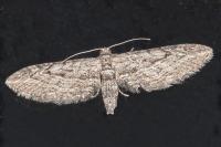 Eupithecia unedonata