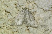Colostygia multistrigaria olbiaria