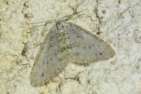 Colostygia multistrigaria olbiaria