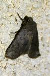 Conistra ligula