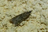 Eudonia angustea