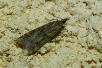Eudonia angustea