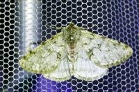 Phigalia pilosaria