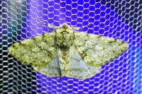 Phigalia pilosaria