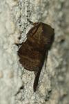 Spudaea ruticilla