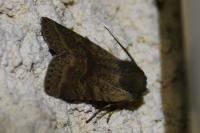 Spudaea ruticilla