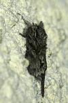 Xylocampa areola