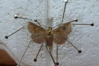Atypha pulmonaris