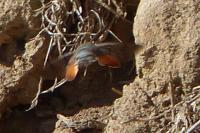 Macroglossum stellatarum