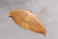 Watsonalla uncinula
